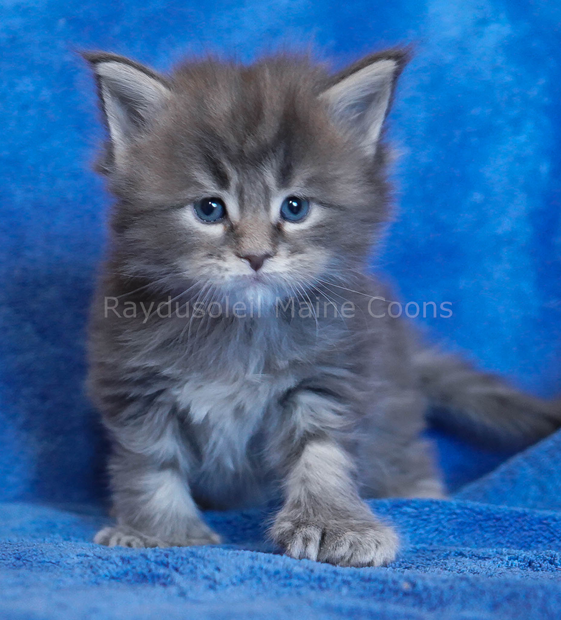 Luca Polydactyl 4 weeks old Reserved for Cory and family from Chicago, IL