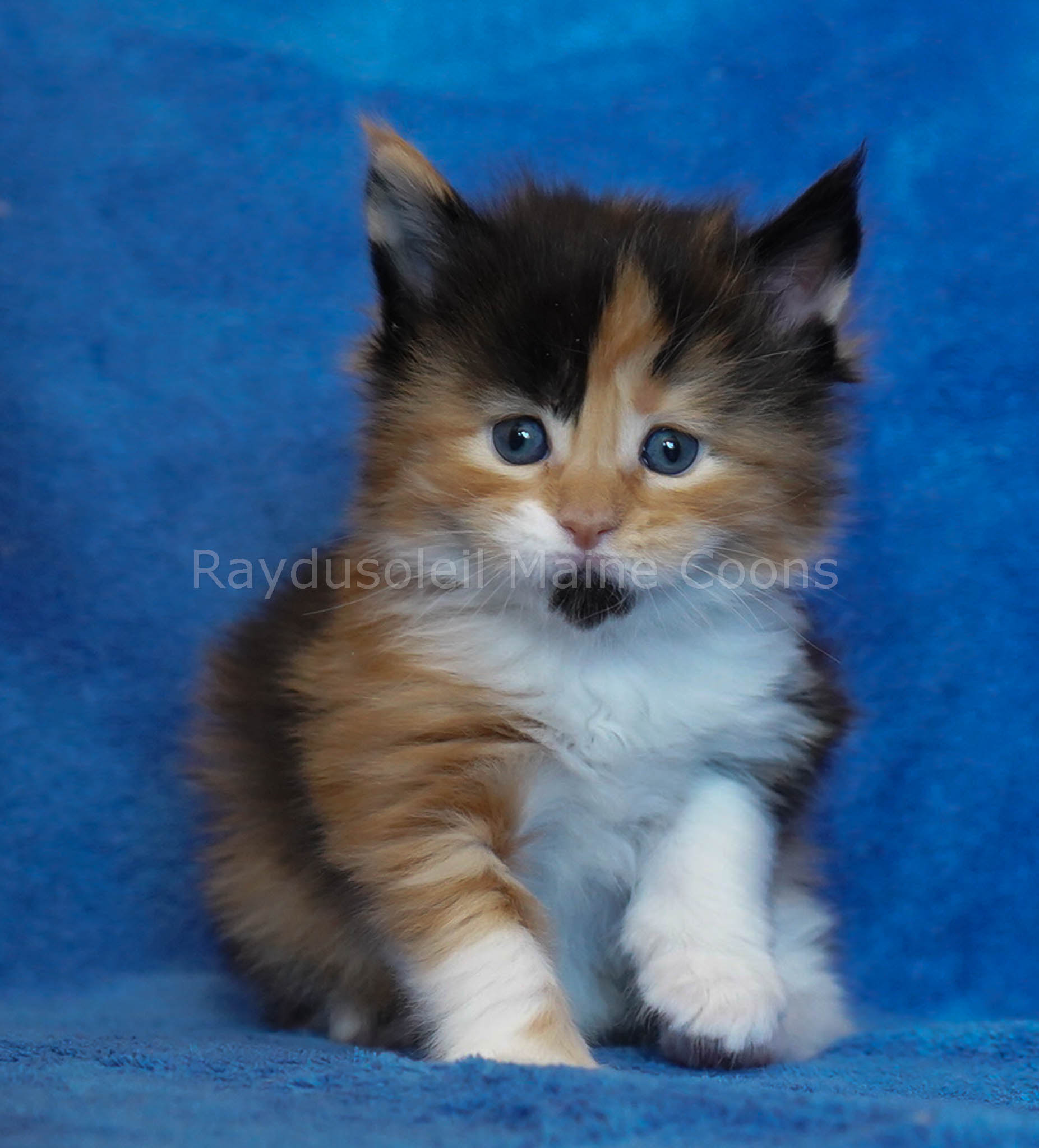 Lavinia 4 weeks old Available