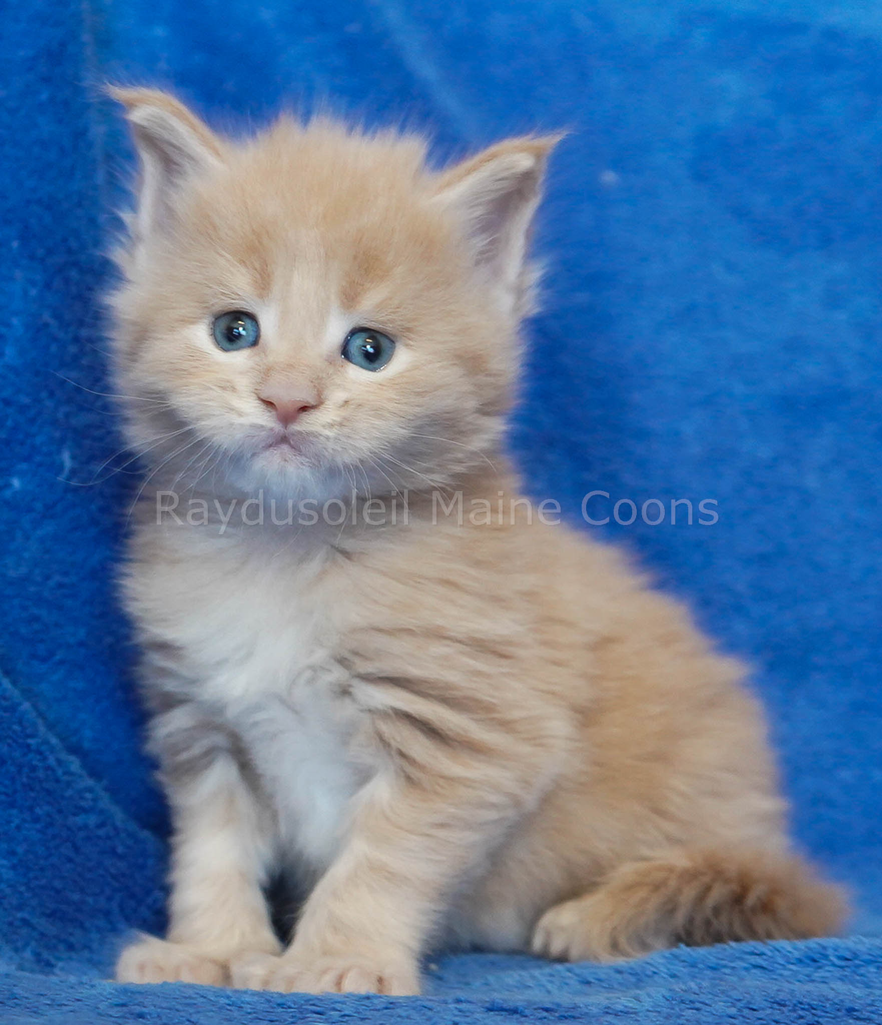 Latte Polidactyl 4 weeks old Reserved for Carolyn and family from Peoria, IL