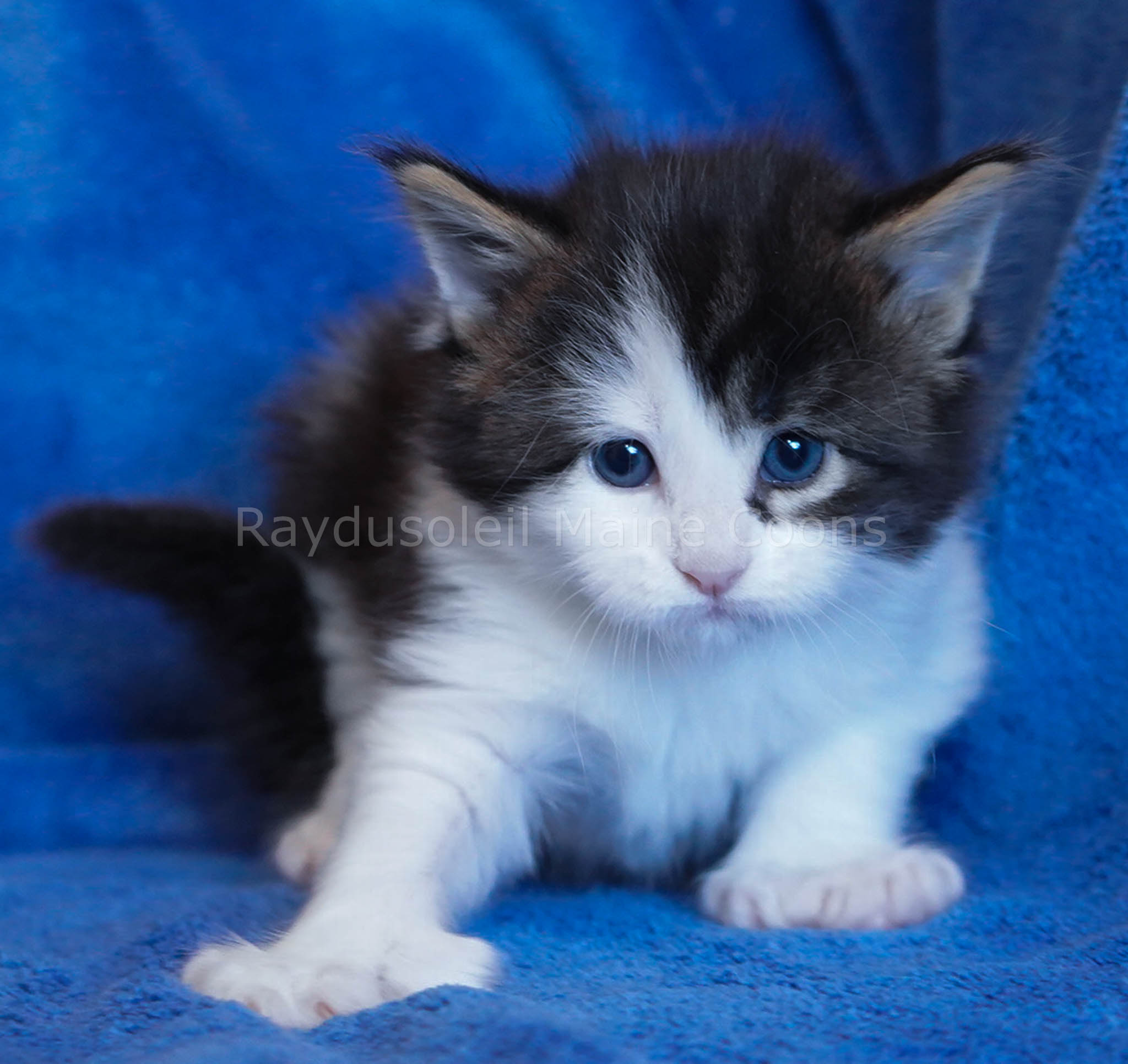 Lennon Polydactyl 4 weeks Reserved for Katie and family from Mount Prospect, IL