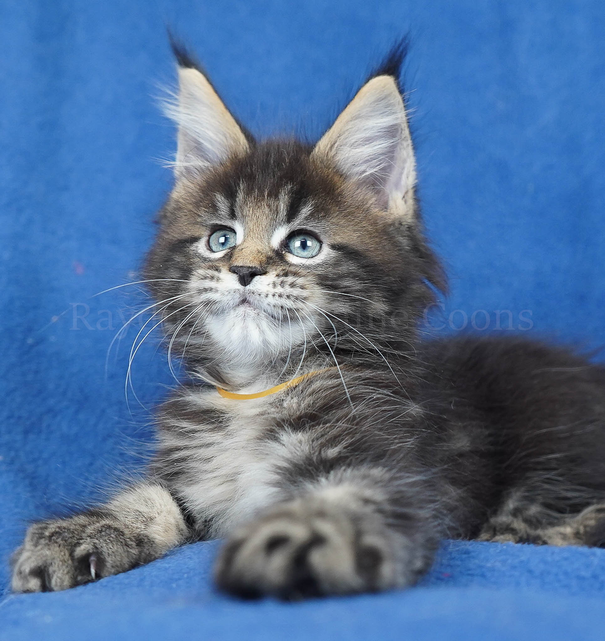 Ivan 8 weeks old-RESERVED for Corvin from Mahomet, IL