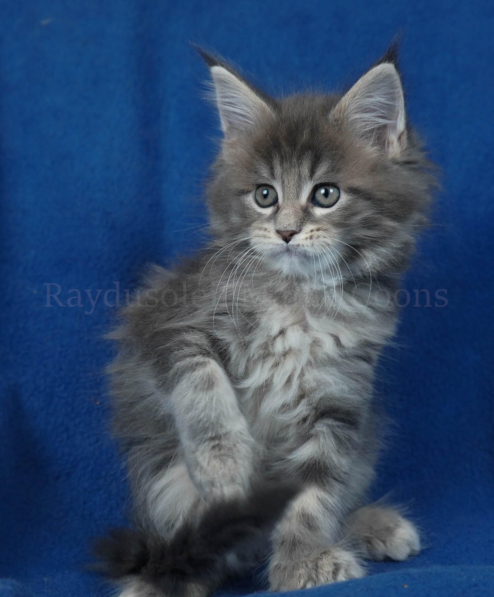 Isabelle 8 weeks old- RESERVED for Nancy and family from Lake Bluff, Il
