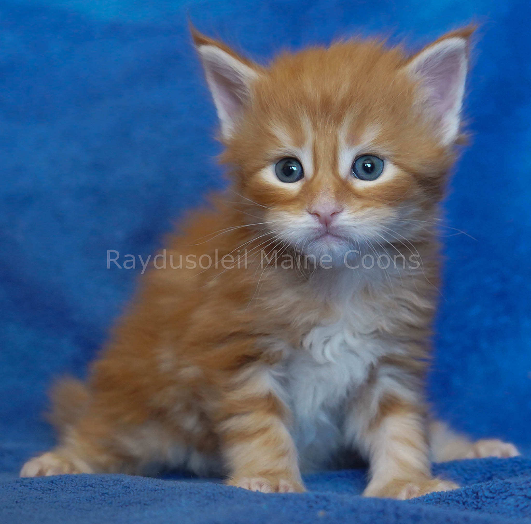 Logan 4 weeks old Reserved for Jenny from Round Lake Beach, IL