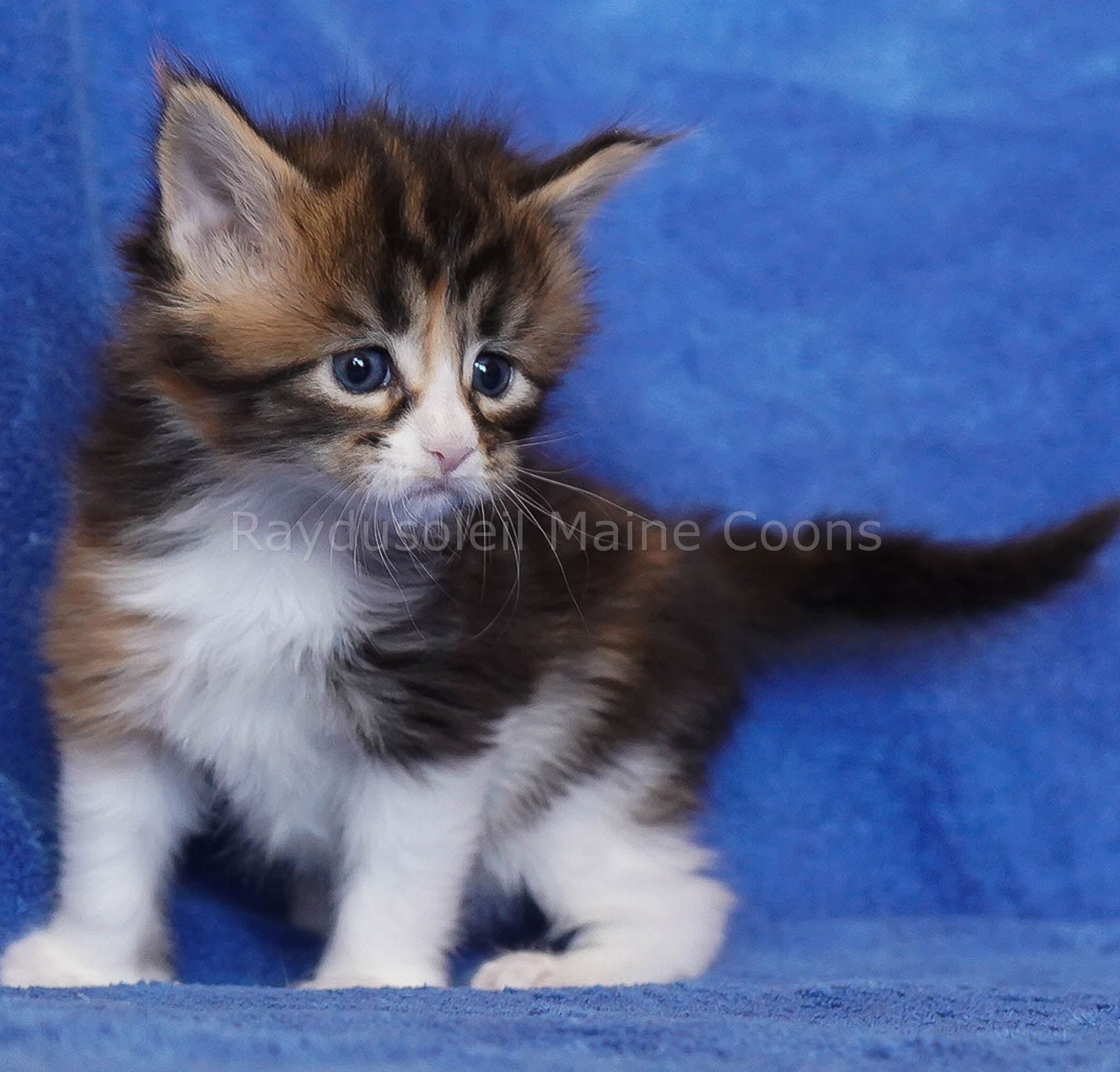 Luna Belle 4 weeks old Available