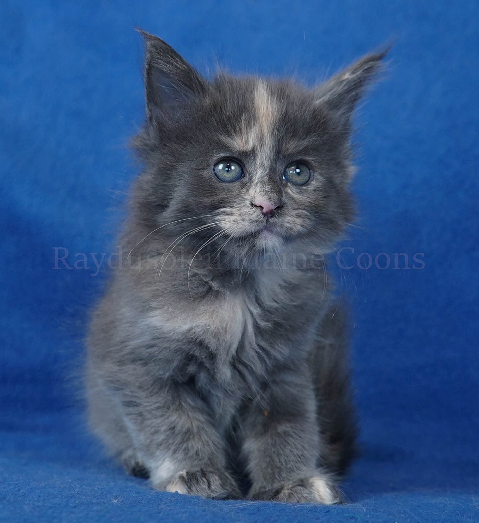 Jamila 7 weeks old AVAILABLE