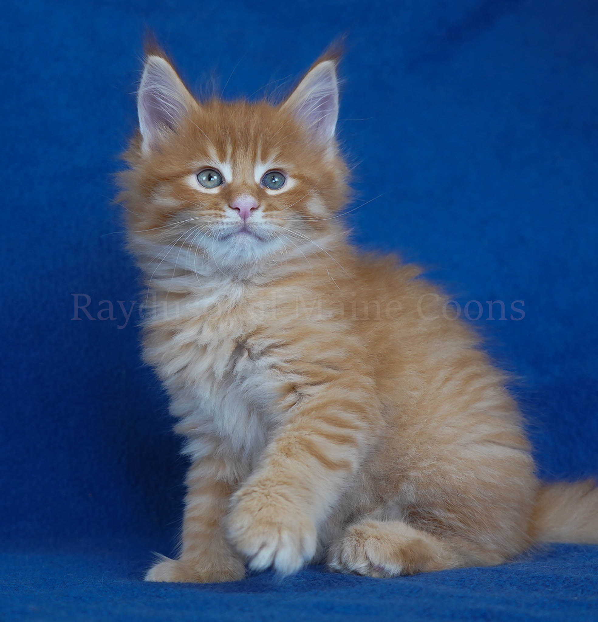 Jaloni 7 weeks old RESERVED for Katie and family from Mount Prospect, IL