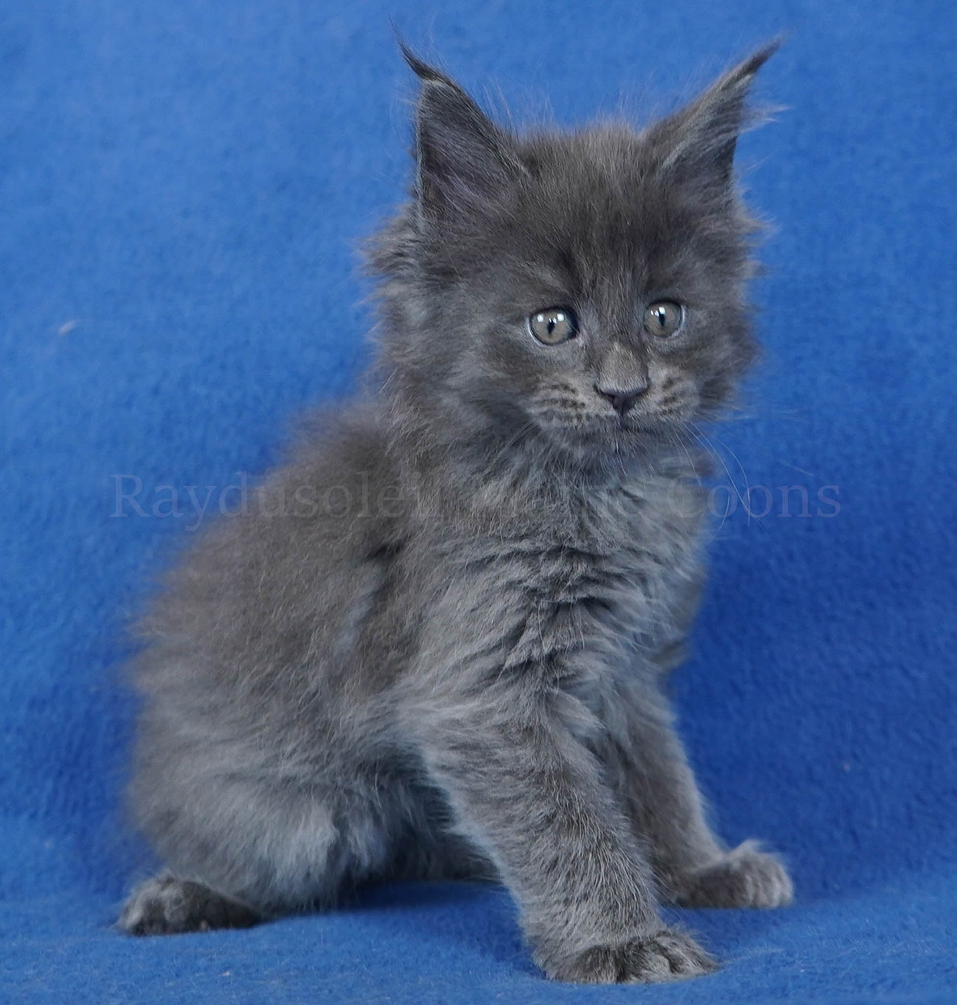 Jeyler 7 weeks old RESERVED for Sandy and Family  from Rensselaer, IN