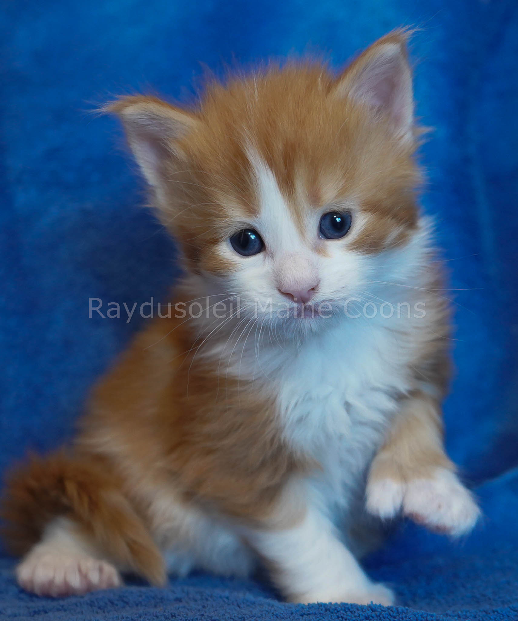 Leo Polydactyl 4 weeks old Reserved for Alison and Jeffrey from Chicago, IL