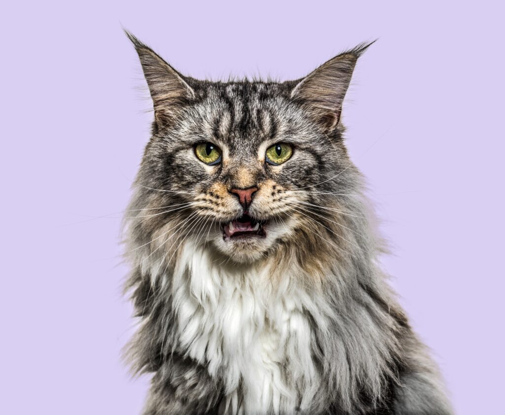 Maine Coon – The Gentle Giant with a Big Heart