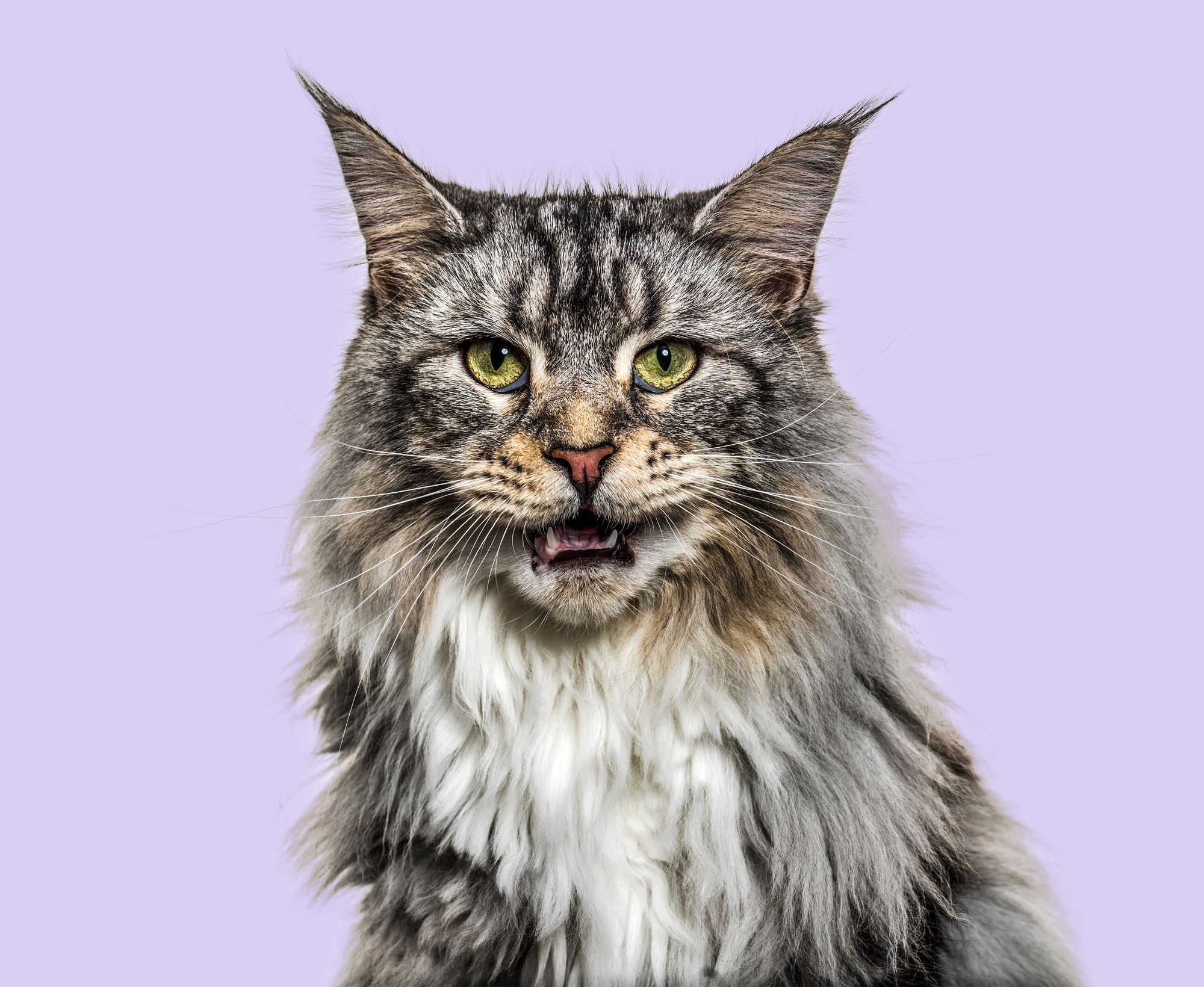 Close-up on a main coon cat meowing, purple background