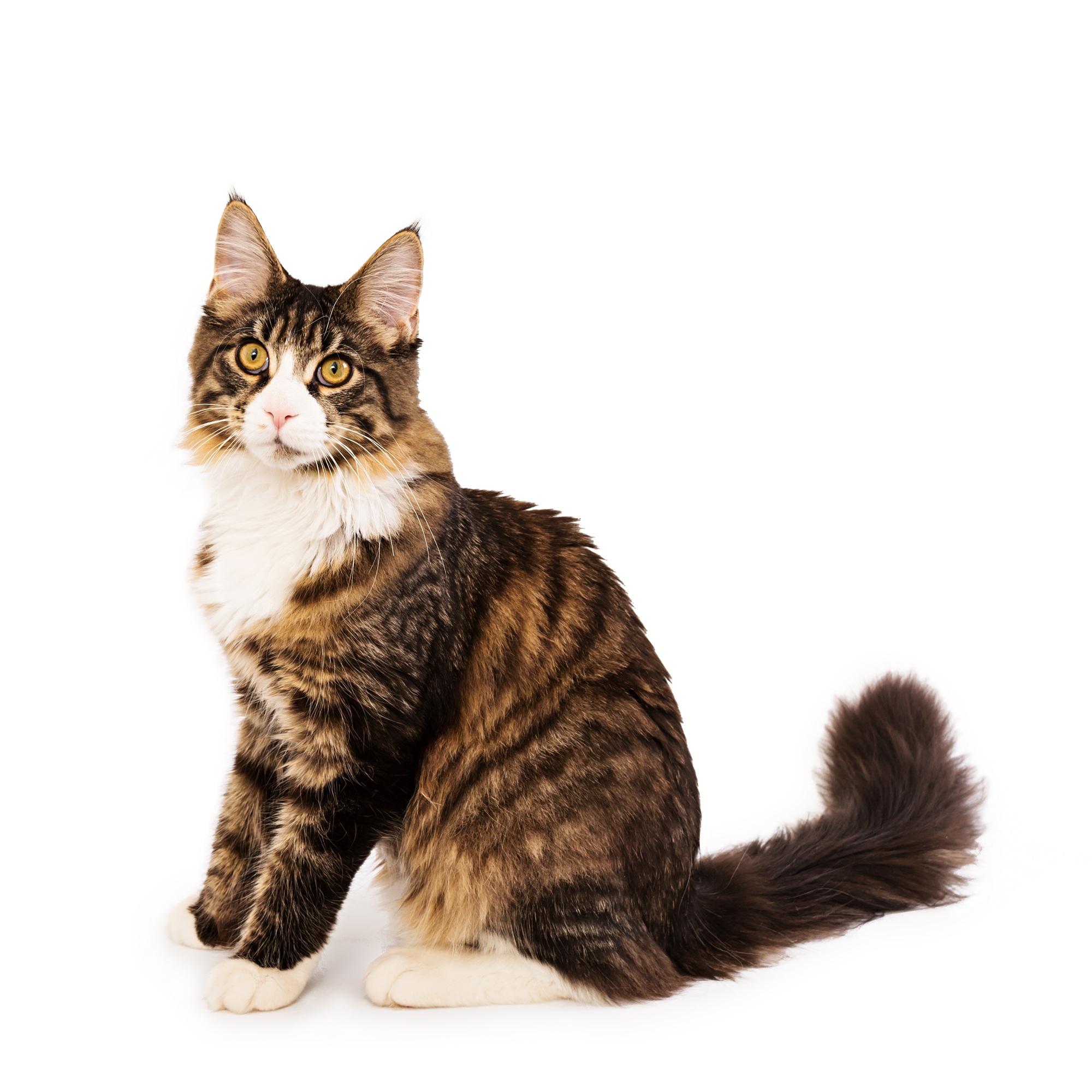 Maine coon kitten isolated on white background