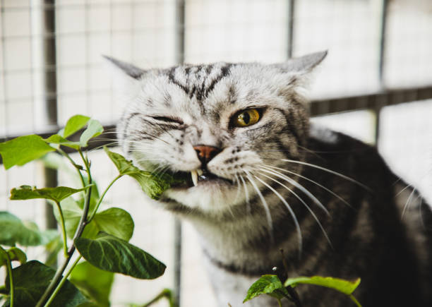 Plants Toxic to Cats