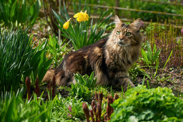 Plants Non-Toxic to Cats